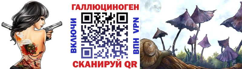 где найти   Кызыл  Галлюциногенные грибы Psilocybine cubensis 